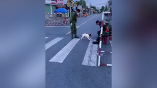 ad Clip củ đăng lại Gần 1 năm 1 chắc cô chú quên mấy thằng đệ chó 🐶 này rồi xuhuongtiktok chó_cưng