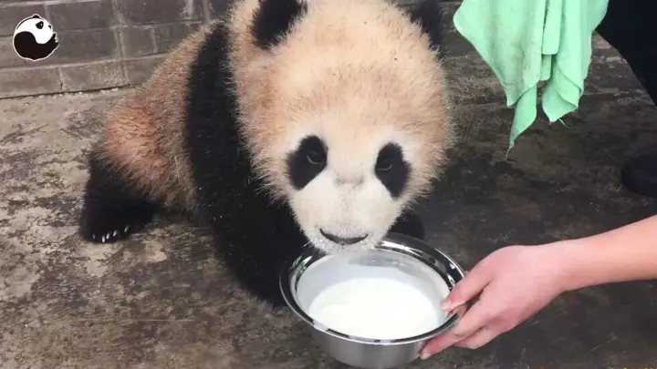 [Animals]Feeding the famous baby panda milk