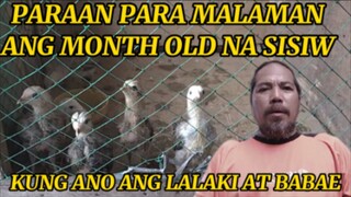 PARAAN PARA MALAMAN ANG LALAKI AT BABAE NA MONTH OLD NA SISIW