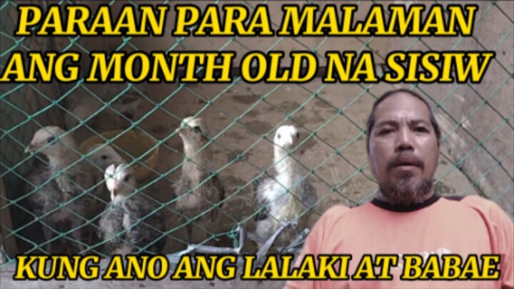 PARAAN PARA MALAMAN ANG LALAKI AT BABAE NA MONTH OLD NA SISIW