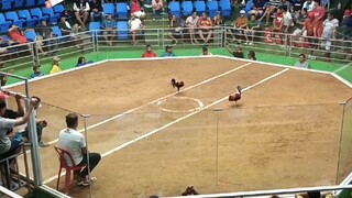 Leiper Hatch (Super Talino na manok) wala akong masabi. 😳