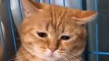 [Thú cưng] Mèo: Hôm nay tôi buồn