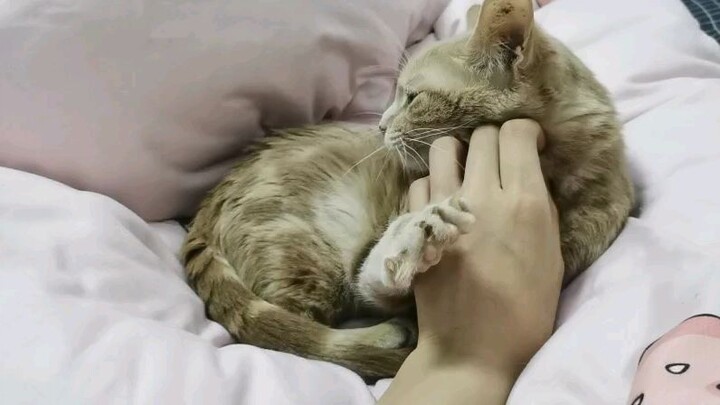 Lovely cat