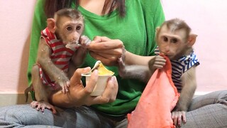 Coconut monkey very much enjoyed yogurt while Mino keep moving