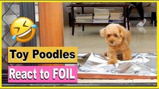 MY DOGS REACT TO THE FOIL CHALLENGE| Toy Poodles React|  The Poodle Mom