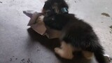 Kucing Main Kertas | Mainan Kucing gak harus mahal