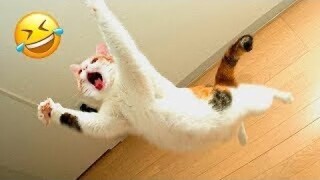 Funny Cats and Dogs Videos 🤣 - Funniest Animal Videos 2023! 🥰 #4