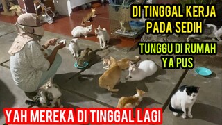 KUCING CATS LOVERS Tv MENUNGGU AKU PULANG SAAT DI TINGGAL PERGI