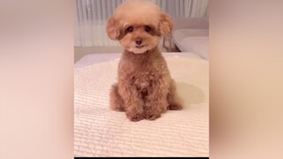 Em Lên đồ đi chơi nha🥰chó_cưng chócute chócon chócon chópoodle poodle boss