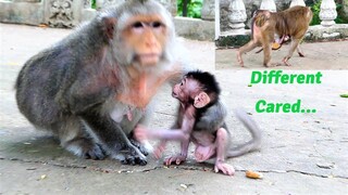 Oh Cool Two Adorable Baby Monkeys Are Provided Different Cares Of Their Mother