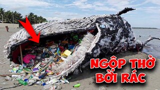 Rơi Nước Mắt Trước Hình Ảnh Thiên Nhiên Bị Tàn Phá Bởi Con Người