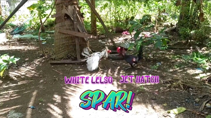 White Kelso VS JetHatch. Spar!   JRP GAMEYARD