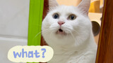 The meow language exam is here...it’s your turn to translate today
