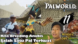 Akhirnya Kita Punya Anubis Hasil Breeding