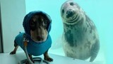 FUNNY ANIMALS :Try not to LAUGH  - The FUNNIEST ANIMAL videos
