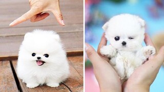 Funny and Cute Puppies Life Videos | Cute VN