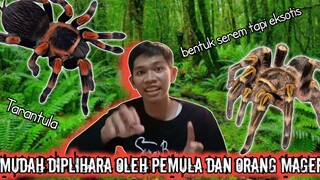 MENGENAL TARANTULA PLIHARAAN PALING SIMPEL