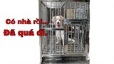 Làm chuồng chó cho chú cún dễ thương (Make a cage for a cute puppy)