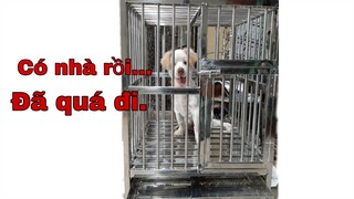 Làm chuồng chó cho chú cún dễ thương (Make a cage for a cute puppy)