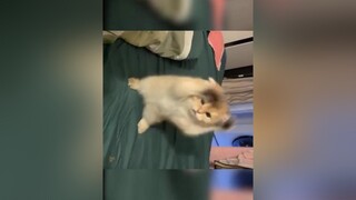 giờ này có sen nào ngủ trưa nhỉ !!thucung meo animals cuteanimals meocute meow onhavanvui petlover mycat