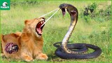30 Moments Cobra Kills Lion With Powerful Venom Bite After Being Provoked By Lion Cubs -Animal Fight