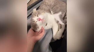 Nhớ Beo quó, ngày nào cũng gọi video call 🥺 FreakySquad meow cutecat