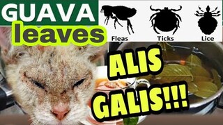 HOW TO TREAT MANGE (GALIS) OF CATS AND DOGS USING GUAVA LEAVES and DR.WONG SULFUR SOAP