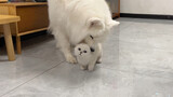 When the kitten met the Samoyed for the first time! !