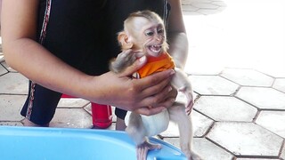 Beautiful Baby Monkey Maku Crying Not Want Take A Bath In Small Pool in Morning