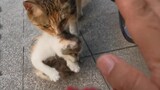 Saya baru saja memberi makan kucing itu satu kali, dan ibu kucing itu langsung mengirimkan bayinya
