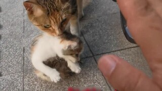 I just fed the cat once, and the cat mother sent her baby directly