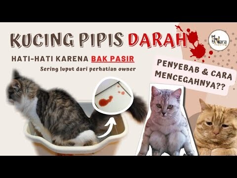 PENYEBAB KUCING PIPIS BERDARAH YANG JARANG KITA KETAHUI