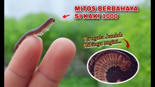 REAL!! TERNYATA SEPERTI INI.. SAYA MENGHITUNG JUMLAH KAKI 1000