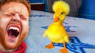 FUNNIEST DUCK COMPILATION ON THE INTERNET!