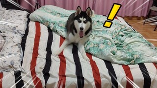 [Hewan]Husky yang Diam-diam Naik ke Ranjang Majikannya