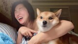 [Hewan]Anjing Ditambah Efek Kamera