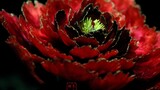 Traditional Chinese Handcraft: Velvet Flower