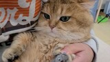 [Hewan] Memotong kuku kucing