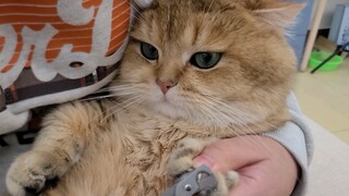 [Animals] Trimming the cat's nails