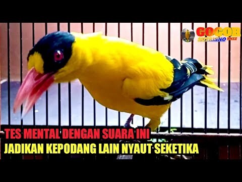 TES MENTAL DENGAN SUARA INI ❗kepodang emas gacor SUARA KERAS ini JADIKAN podang gacor NYAUT SEKEYIKA