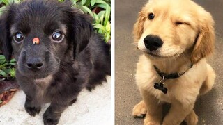 รวมวิดีโอสุนัขตลก ช่วงเวลาน่ารักของเหล่าสัตว์ต่างๆ - Cutest Puppies 1