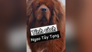 Tính cách chó Ngao Tây Tạng! thucungvuinhon thucungdethuong chó kcbweb nuoidaythucung chó_cưng ngaotaytang