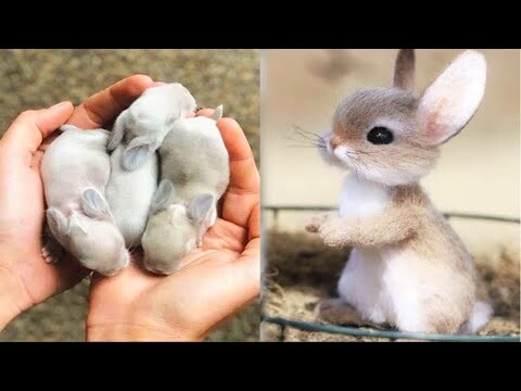 Most Cutest Pets In The World 2021 | Cute Baby Animals Doing Funny Things | Cute Puppies And Kittens - Bilibili Most Cutest Pets In The World 2021 | Cute Baby Animals Doing Funny Things | Cute Puppies And Kittens - Bilibili