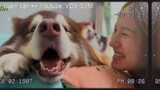 Summarize the moments at home that are muddy with Alaskan pet dogs at home for millions of views#3.