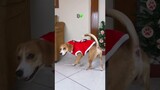 BANTU PILIHIN BAJU NATAL BUAT ANABULKU DONG BESTIE🥰🎄 #shorts #anjinglucu #beagle