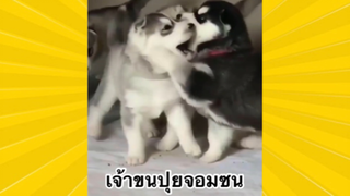 สัตว์เลี้ยงเพื่อนขนปุย : เจ้าขนปุยจอมซน