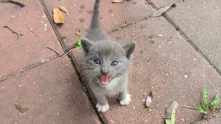 Stray kitten invaded my backyard 😀😃🙂