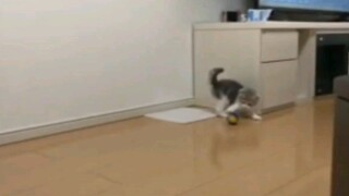 【萌猫/沙雕日常】生活沙雕名场面——萌猫搞笑日常vlog3