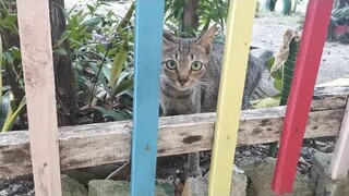 Cats at School || Clowder zone