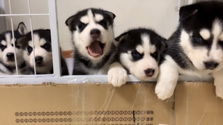 Husky Dari Lahir Hingga Berusia Sebulan, Dari Malaikat Hingga Iblis